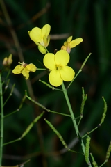 Brassica fruticulosa