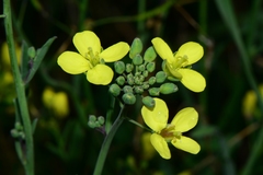 Brassica fruticulosa