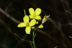 Brassica fruticulosa