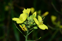 Brassica fruticulosa