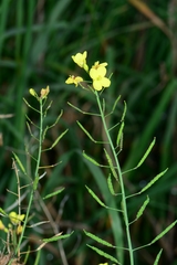 Brassica fruticulosa
