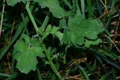 Brassica fruticulosa