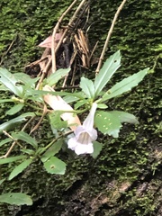 Lysionotus pauciflorus