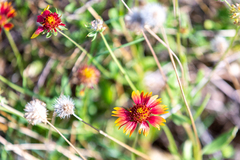 Gaillardia pulchella