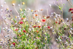 Gaillardia pulchella