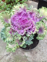 Brassica oleracea acephala