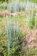 Schizachyrium scoparium