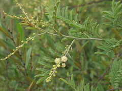 Acacia deanei