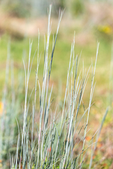 Schizachyrium scoparium