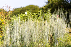 Schizachyrium scoparium