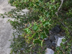 Hippomane spinosa