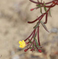 Camissonia strigulosa
