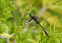 Somatochlora walshii