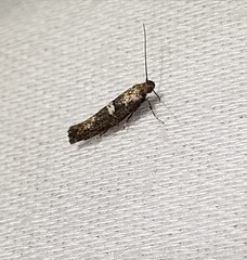 Acrolepiopsis assectella