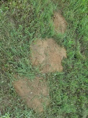 Geomys pinetis