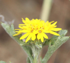 Lessingia germanorum