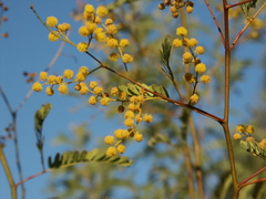 Acacia debilis