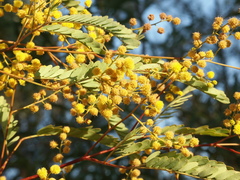 Acacia debilis