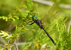 Somatochlora walshii