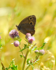 Cercyonis pegala paludum