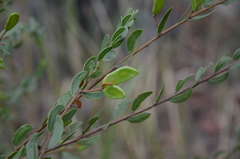 Acacia hispidula