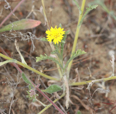Lessingia germanorum