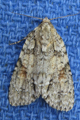 Acronicta ovata
