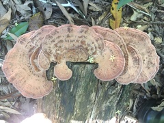 Rhodofomitopsis feei