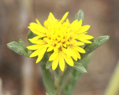 Lessingia germanorum