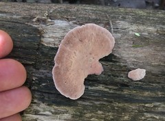 Rhodofomitopsis feei