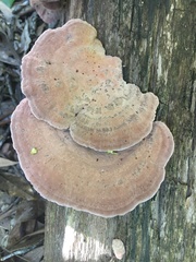 Rhodofomitopsis feei