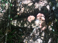 Rhodofomitopsis feei