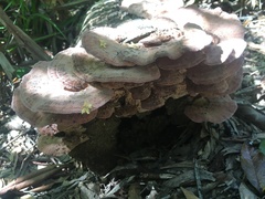 Rhodofomitopsis feei