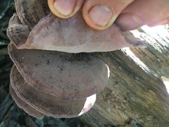 Rhodofomitopsis feei