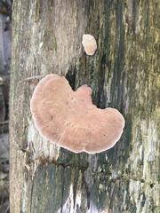 Rhodofomitopsis feei