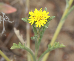 Lessingia germanorum