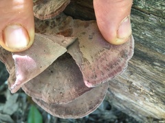 Rhodofomitopsis feei