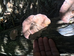 Rhodofomitopsis feei