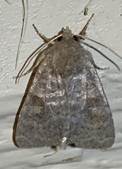 Diarsia dislocata