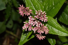 Eupatorium shimadae