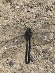 Aeshna tuberculifera