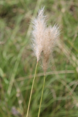 Bothriochloa longipaniculata