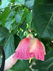 Thespesia grandiflora
