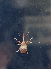 Anthonomus quadrigibbus