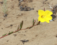 Oenothera elata hookeri
