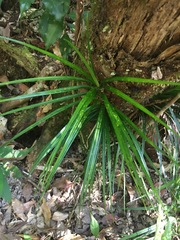Freycinetia excelsa