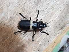 Chauliognathus tripartitus