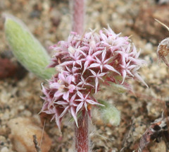 Chorizanthe cuspidata cuspidata