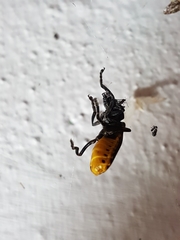 Chauliognathus tripartitus