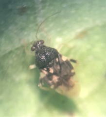 Pycnoderes quadrimaculatus